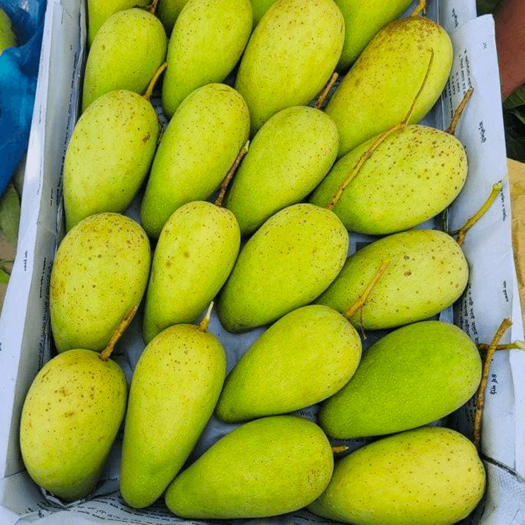 কাটিমন | Katimon Mango - Image 8