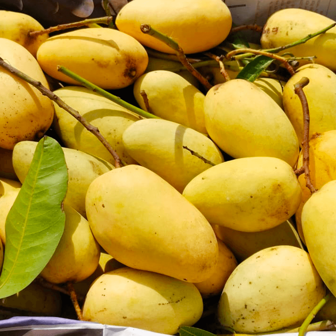 পরিপক্ক কাটিমন আম