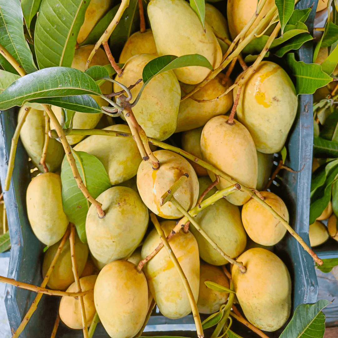 কাটিমন | Katimon Mango - Image 7