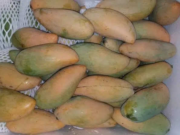 থাই জাম্বো ম্যাংগো – Thai Jambo Mango - Image 4