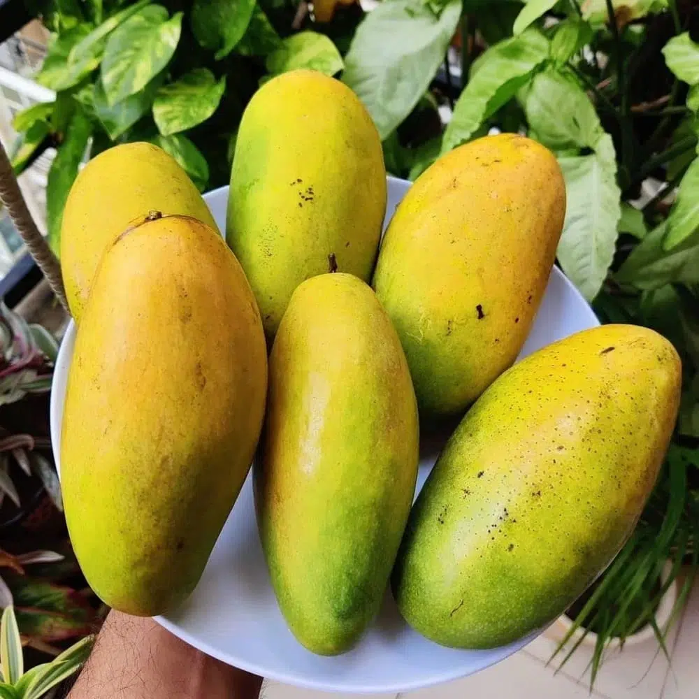 থাই জাম্বো ম্যাংগো – Thai Jambo Mango - Image 2