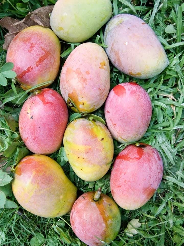 গোলাপখাস আম – Golapkhas Mango - Image 5