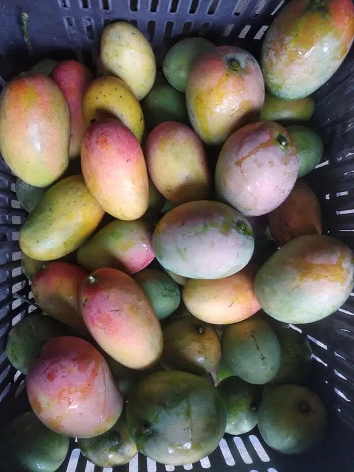 গোলাপখাস আম – Golapkhas Mango - Image 2