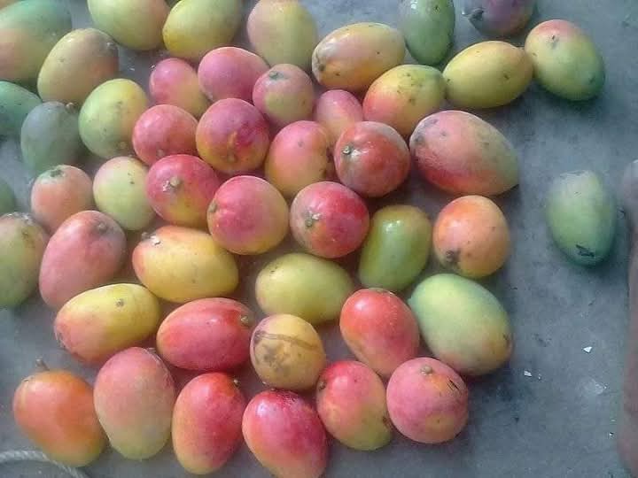 গোলাপখাস আম – Golapkhas Mango - Image 8