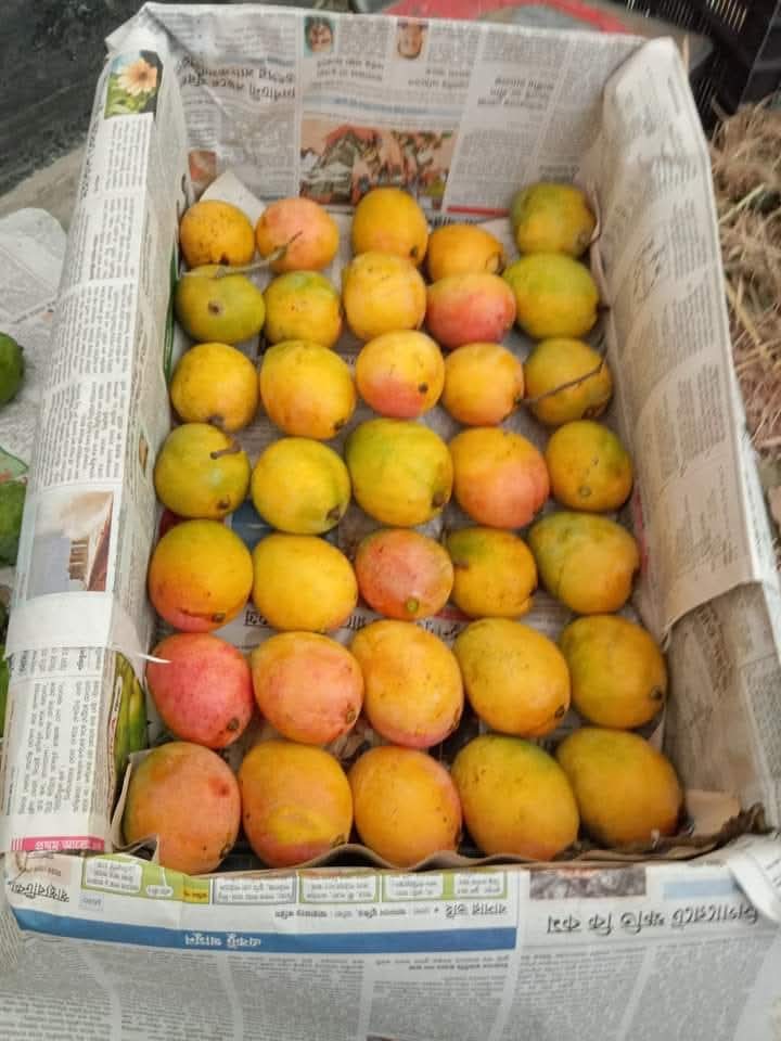 গোলাপখাস আম – Golapkhas Mango - Image 6