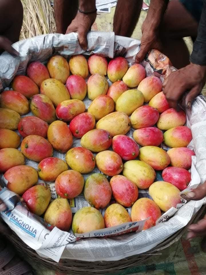গোলাপখাস আম – Golapkhas Mango - Image 3