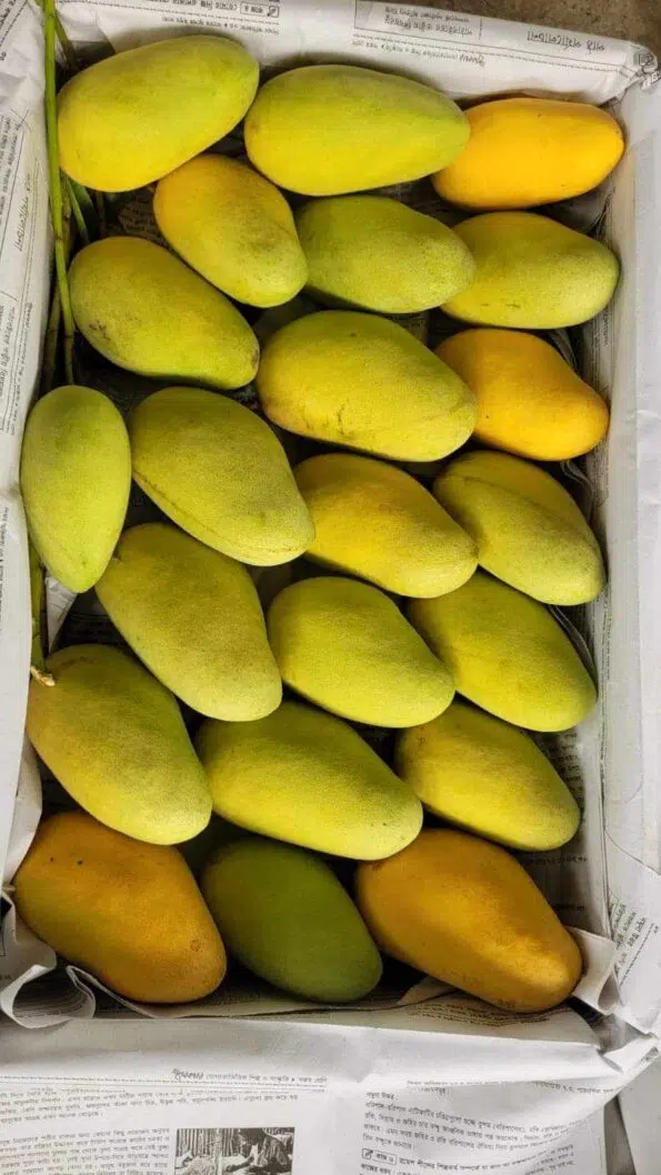 Thai Katimon Mango – থাই কাটিমন আম - Image 5