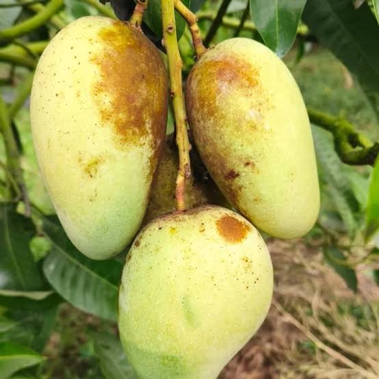 Thai Katimon Mango – থাই কাটিমন আম - Image 4