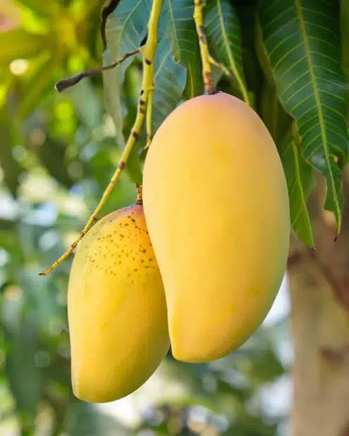 Thai Katimon Mango – থাই কাটিমন আম - Image 2