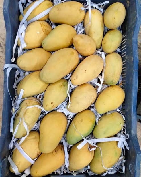Thai Katimon Mango – থাই কাটিমন আম - Image 7
