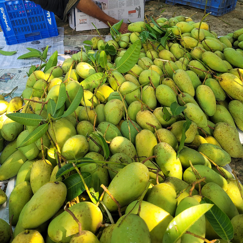 কাটিমন | Katimon Mango - Image 4