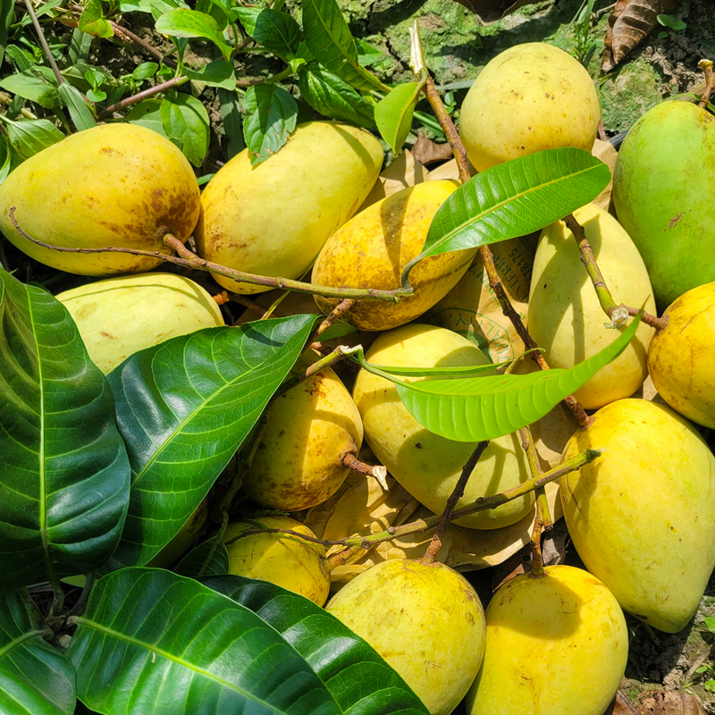 কাটিমন | Katimon Mango - Image 5