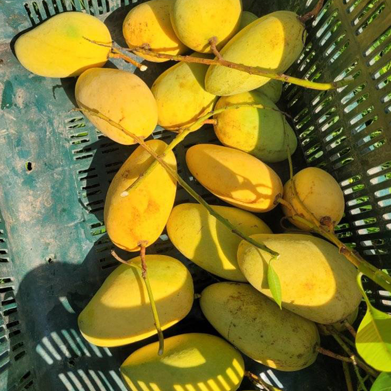 কাটিমন | Katimon Mango - Image 6