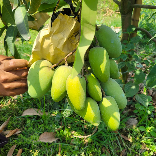 কাটিমন | Katimon Mango